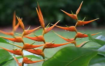 The beautiful Heliconia latispatha is adapted to tropical rainforests.